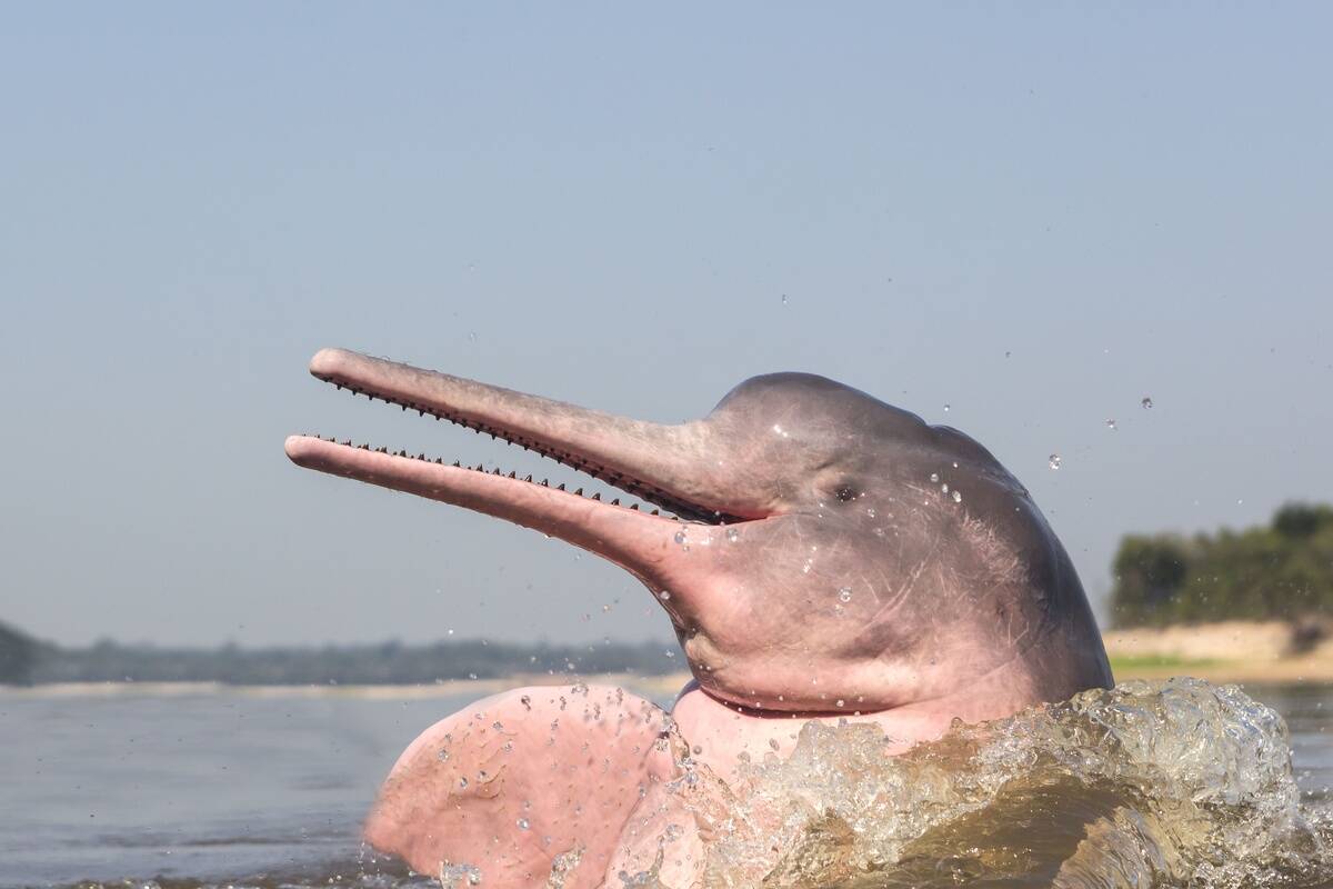 Pink River Dolphin or Boto (Inia geoffrensis)