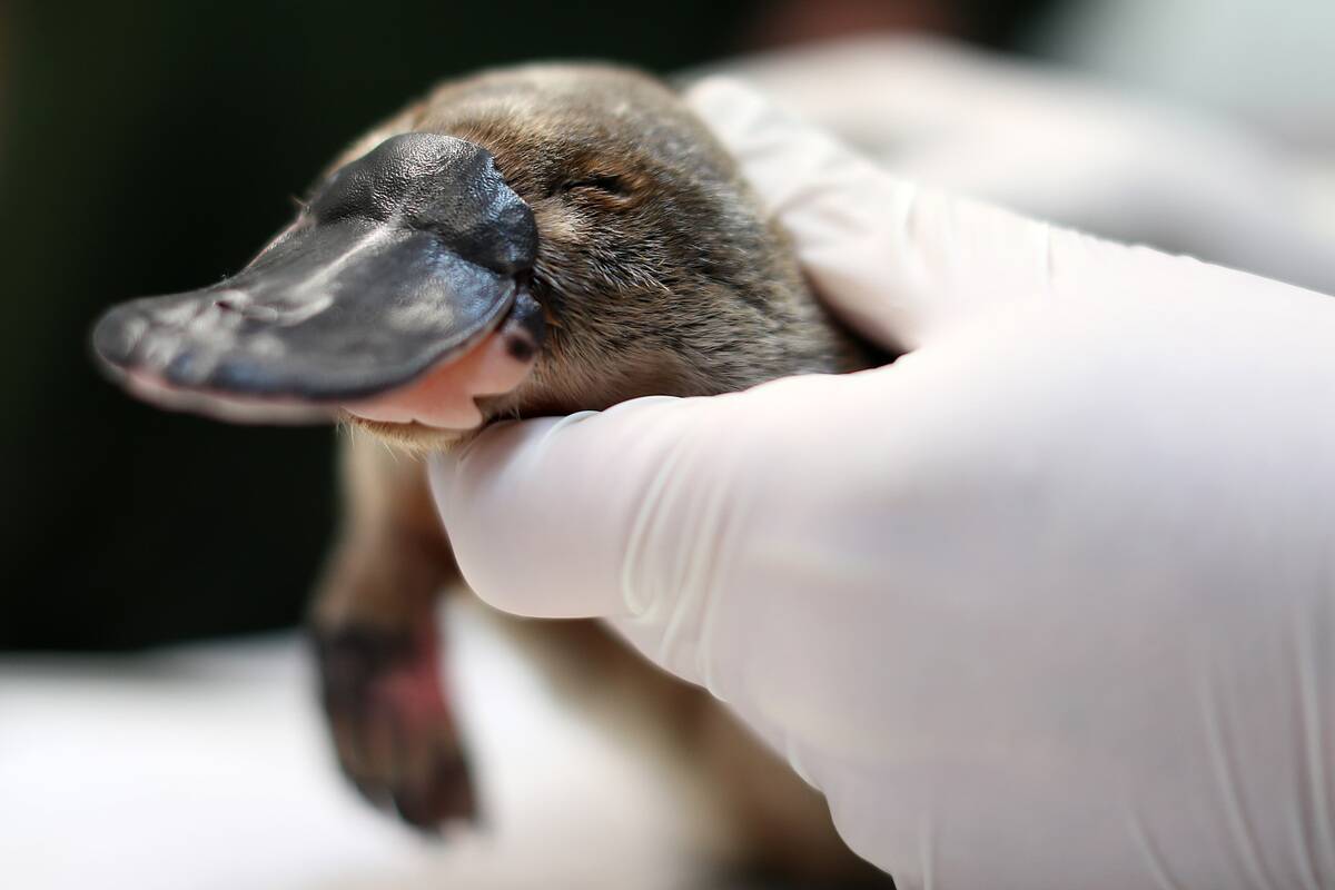 Platypus Rescue And Rehabilitation Centre To Be Built At Taronga Zoo