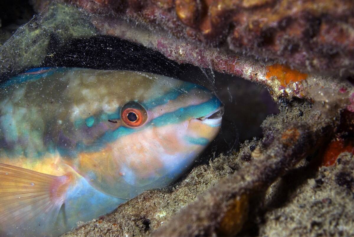 Princess parrotfish sleeping in mucous bubble at night Scarus taeniopterus Bonaire, Netherlands Antilles