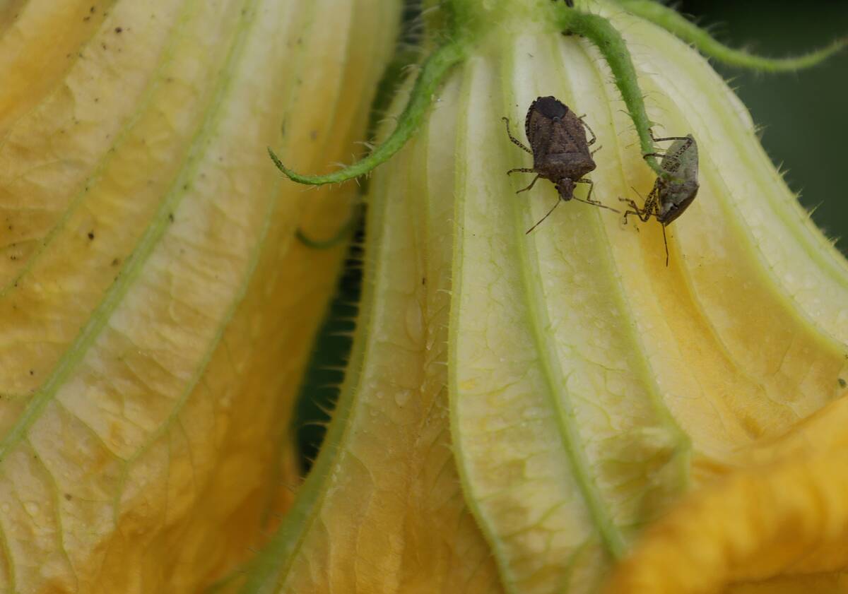 Pumpkin Blossom Harvesting In Mexico City