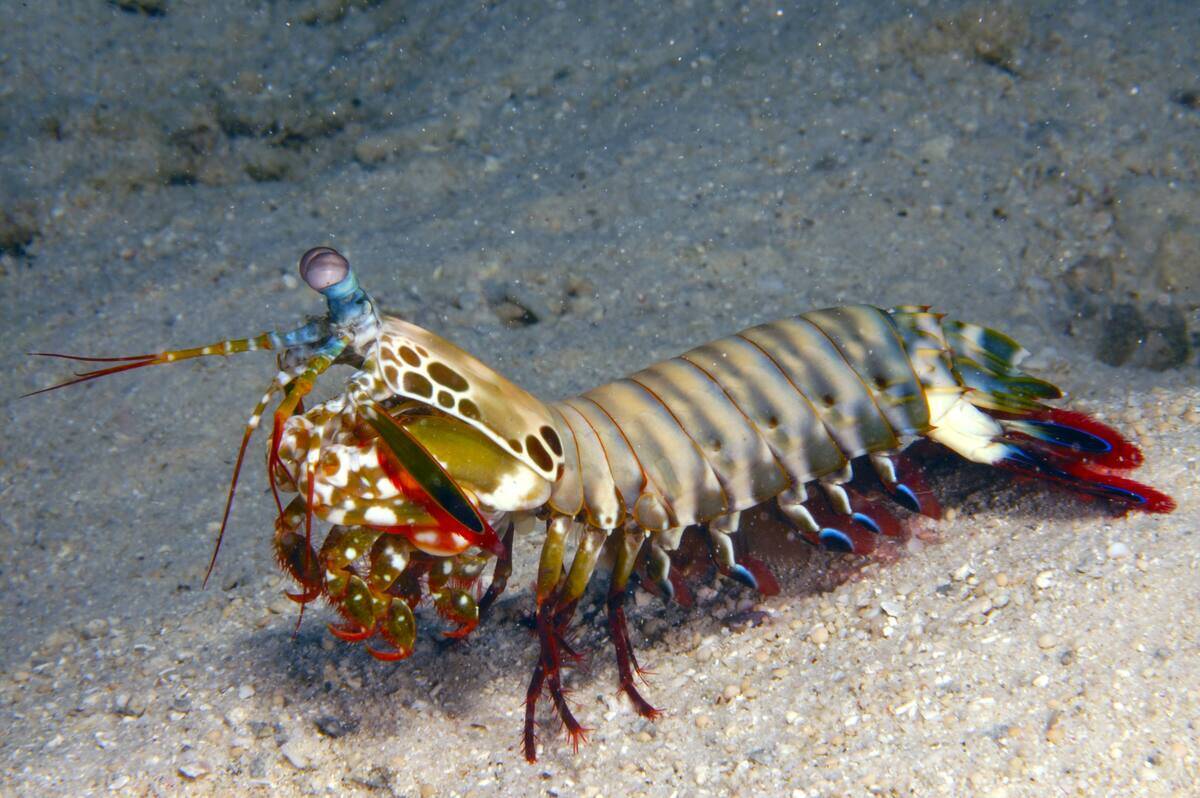 Rainbow mantis shrimp (Odontodactylus scyllarus). New Britain Island, Papua New Guinea. Solomon sea. Date: 23/01/2008.