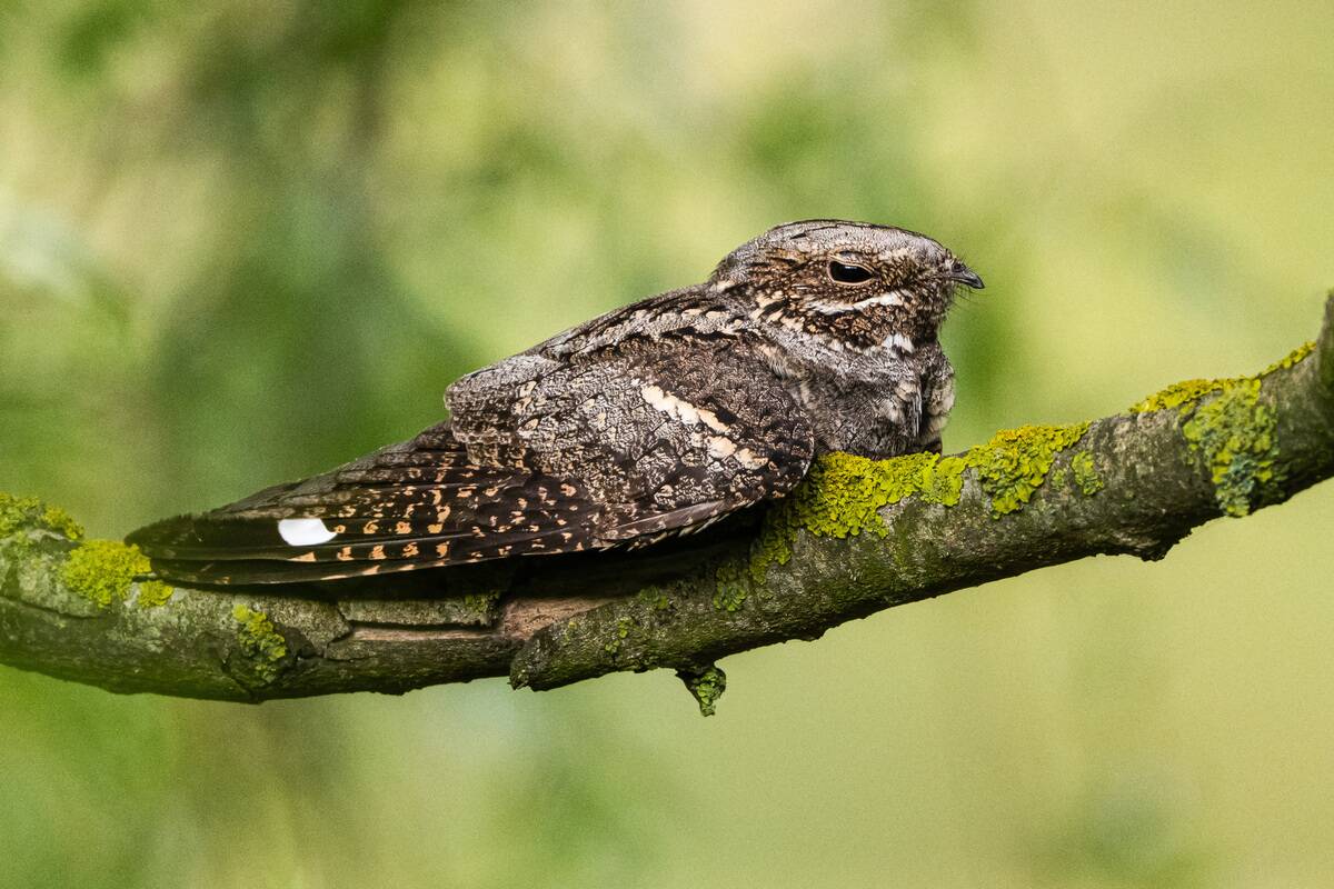 Rare daytime sighting of a European Nightjar in Turkiye's Bursa
