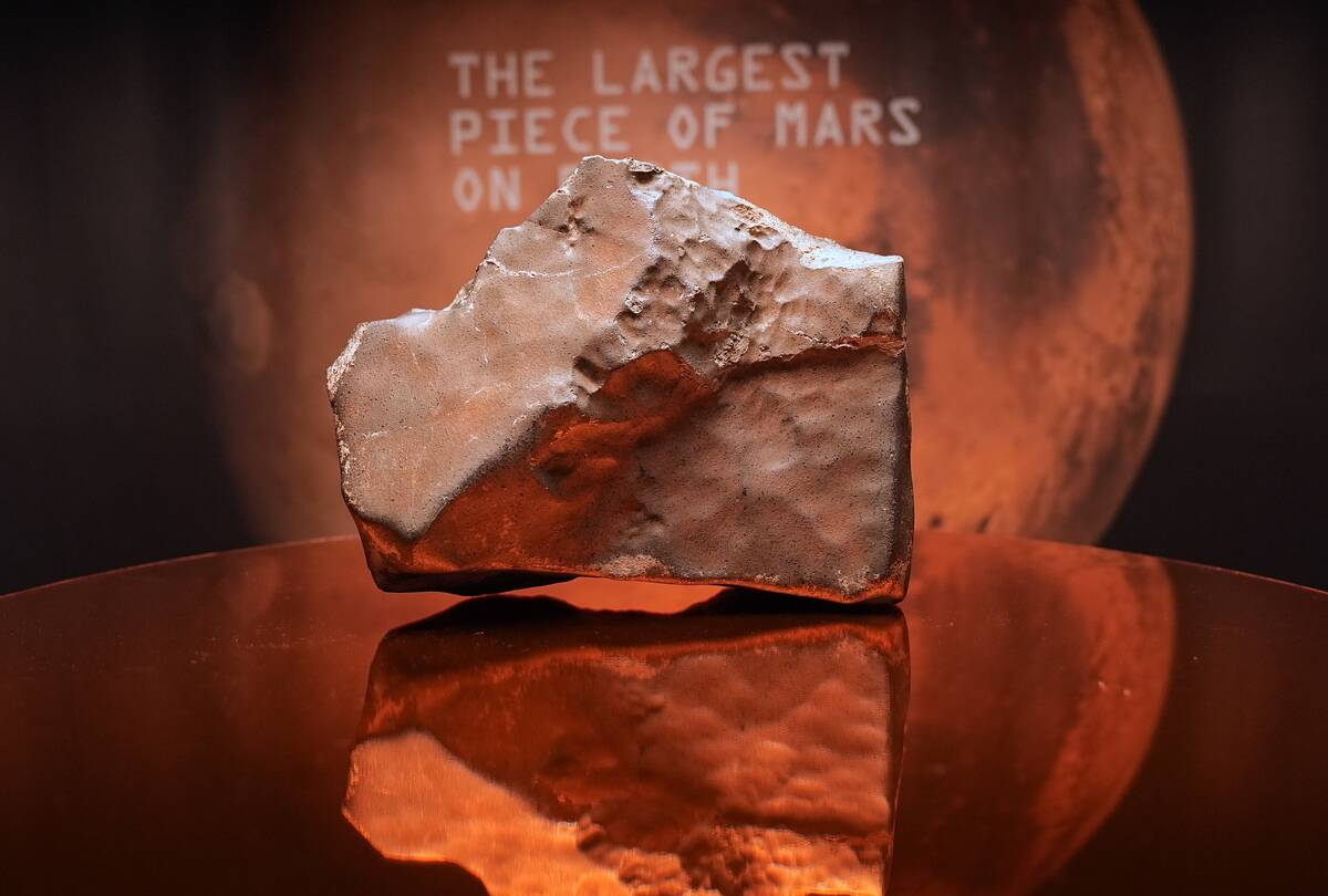 Rare juvenile Ceratosaurus skeleton and the largest Martian meteorite are on view for the first time