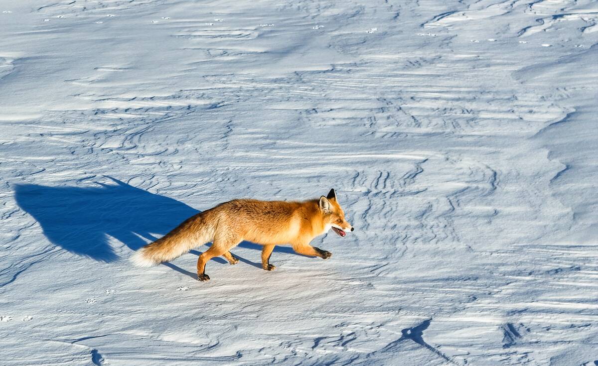 Red Fox Frolics In Snow In Xinjiang