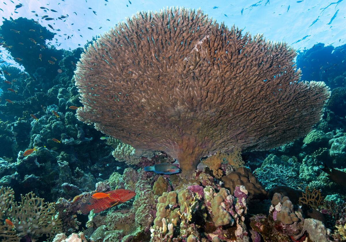 Red Sea underwater richness