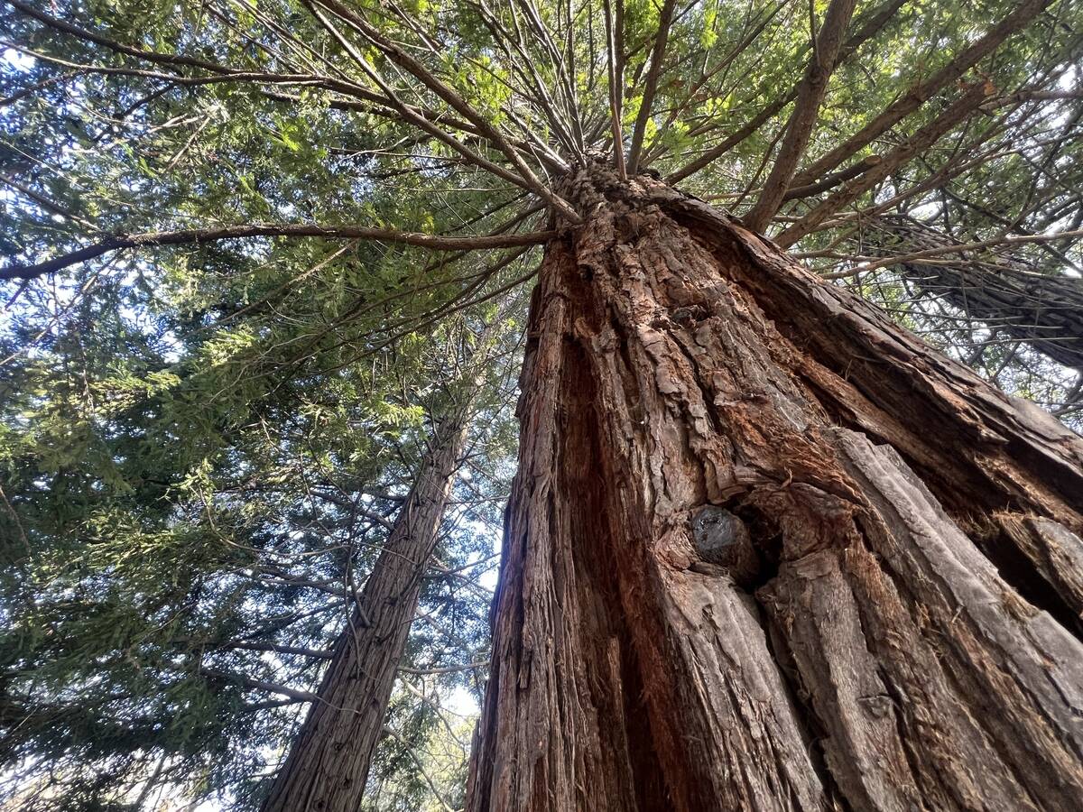 Redwood Trees Canopy