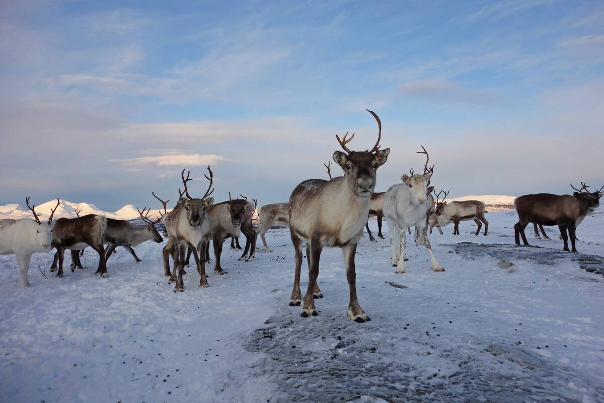 Sami Reindeer Herding