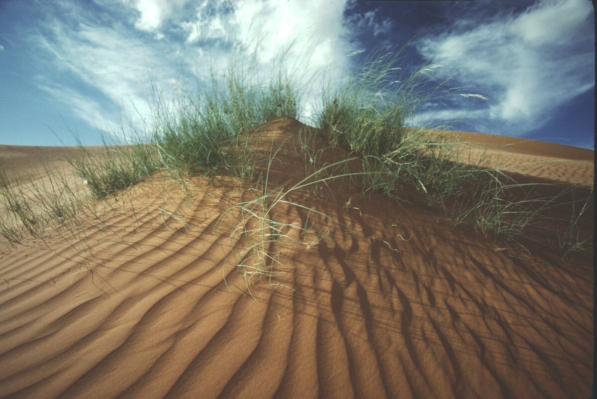 Sand Dunes In The Kalahari