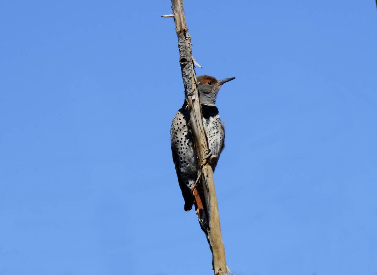 Santa Fe Canyon Preserve