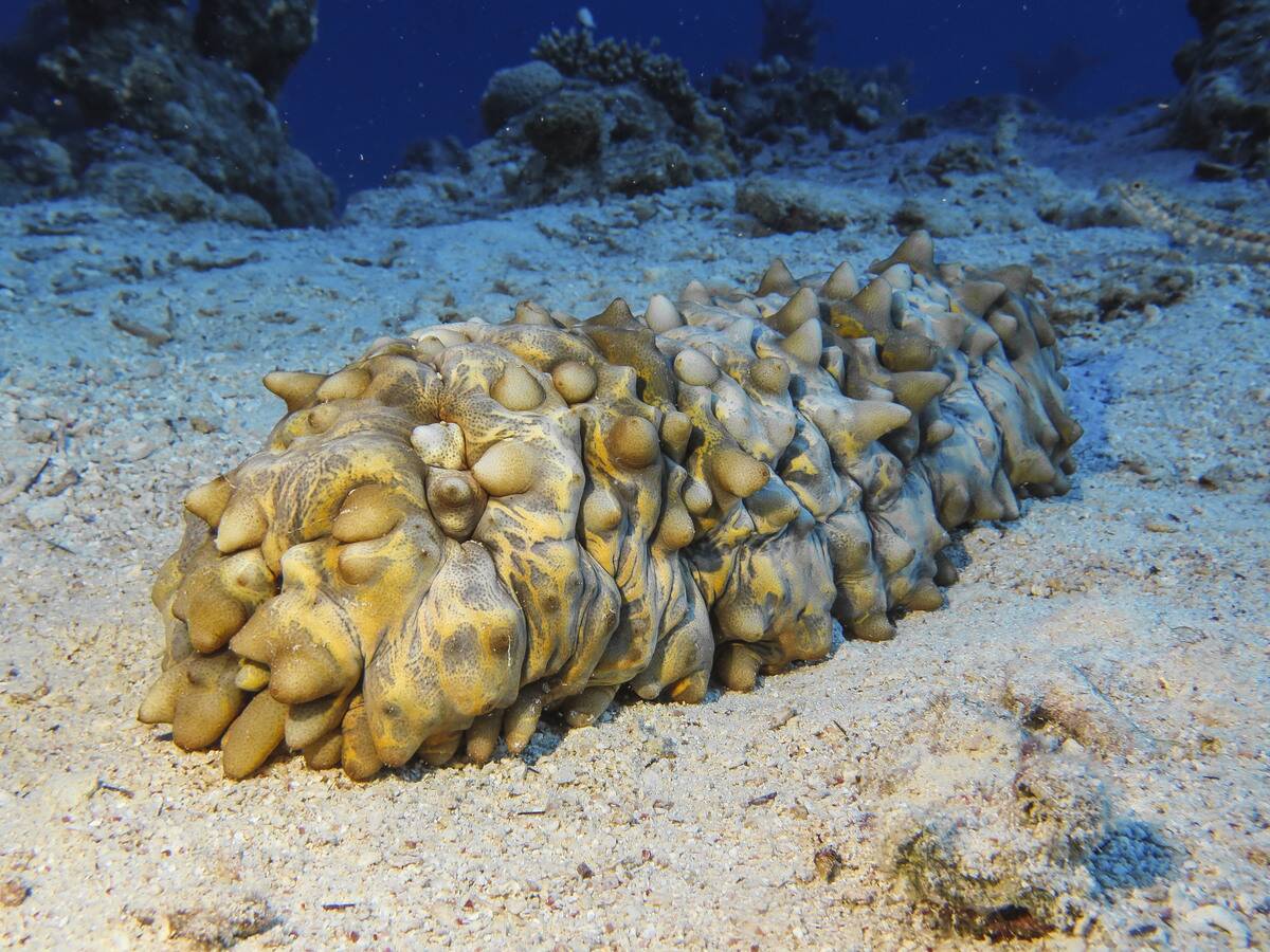 Sea cucumber, underwater photo, Inmo Housereef dive site, Dahab, Gulf of Aqaba, Red Sea, Sinai, Egypt