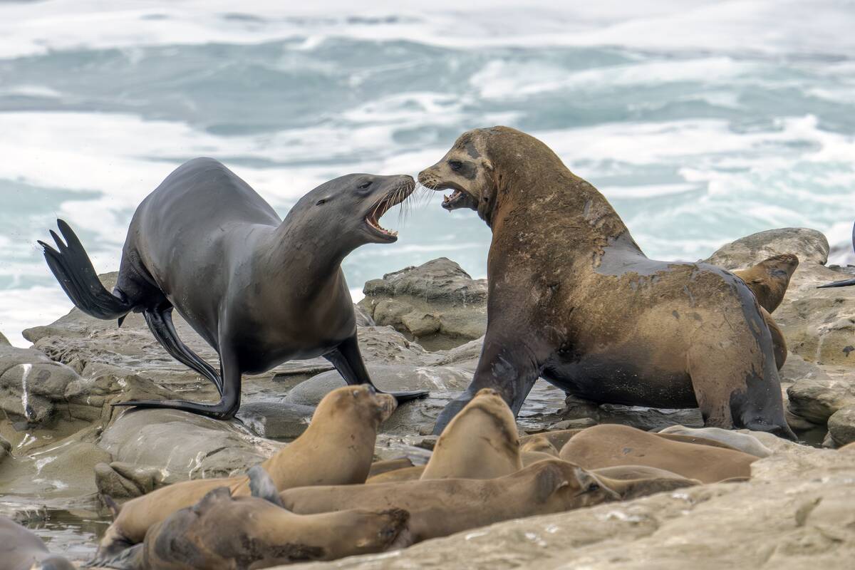 Sea Lions And Birds California Coastal Wildlife