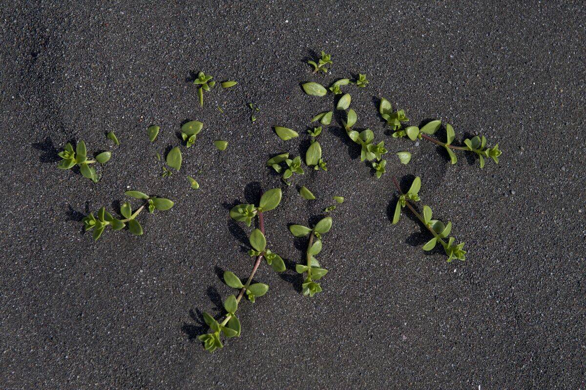Sea Sandwort in black sand