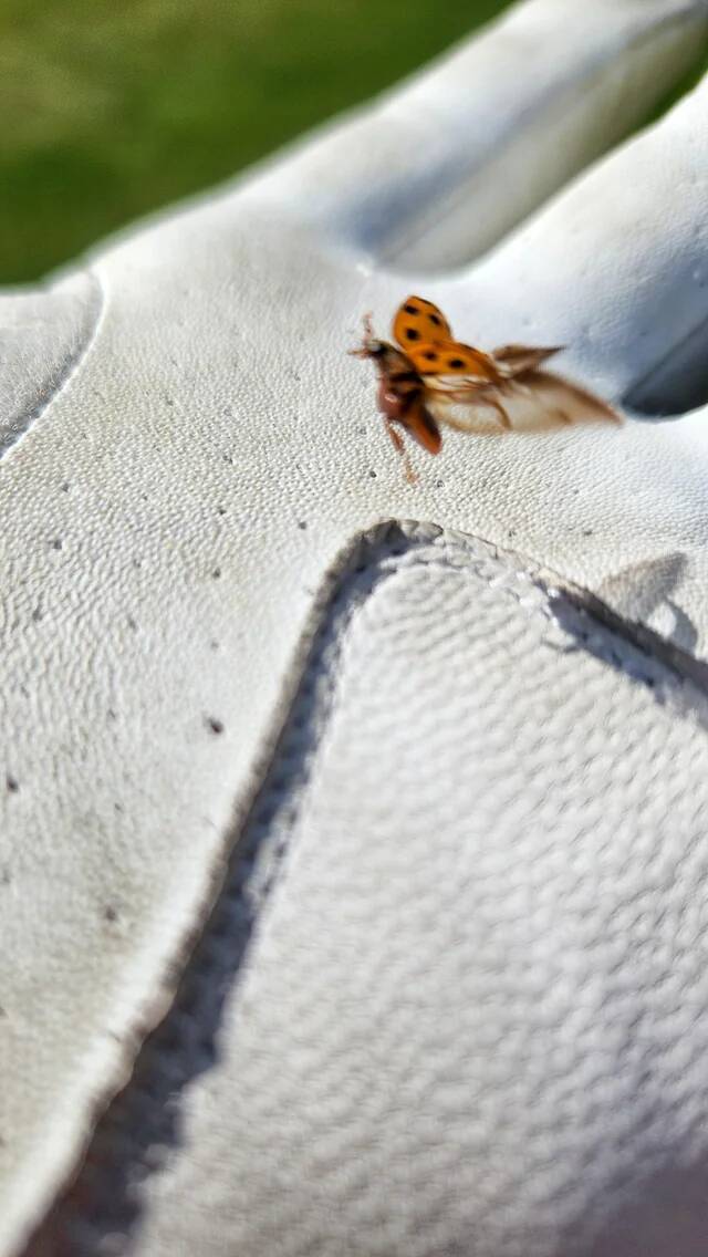 snapped-a-pic-of-this-ladybug-right-as-it-decided-to-take-v0-ho0qj12m2cue1