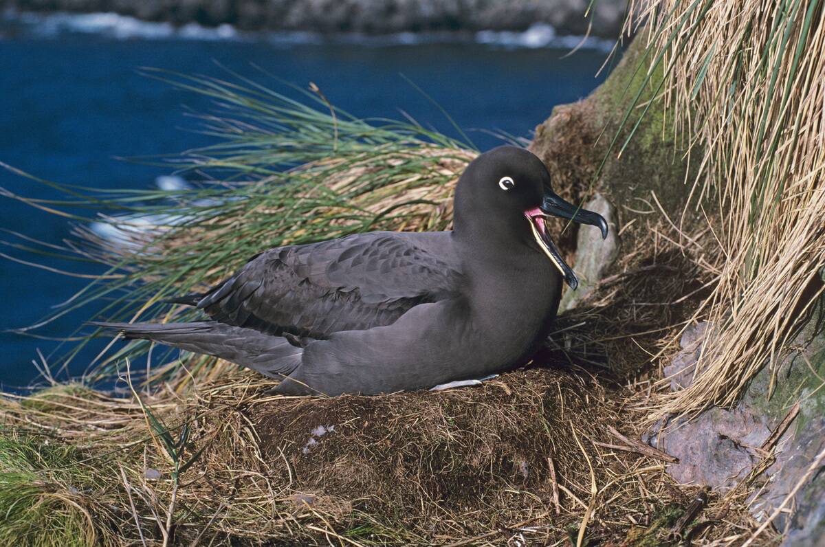 Sooty albatross, Phoebetria fusca