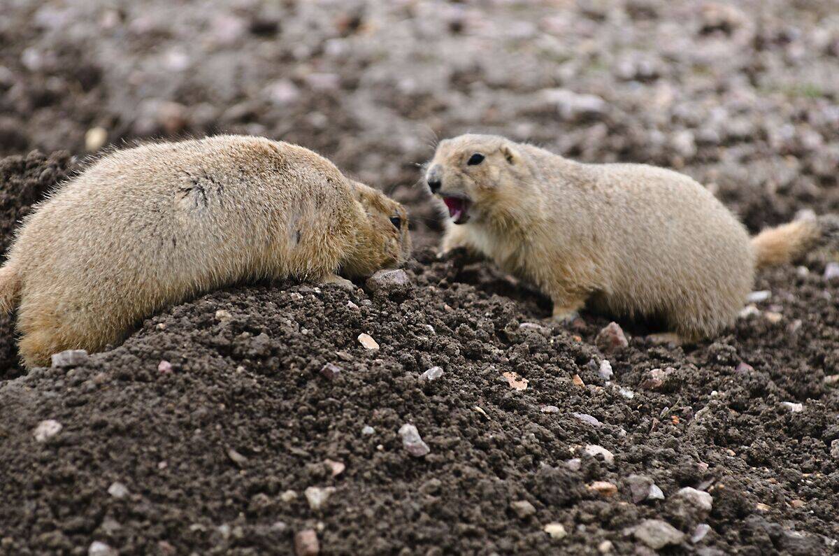 South Dakota, Interior, Badlands, Cactus Flat Ranch Store with Roadside Attractions, and Prairie Dog confrontation at burrow