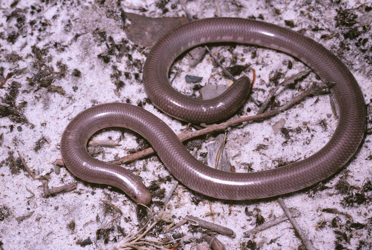 Southern blind snake, Austrotyphlops australis
