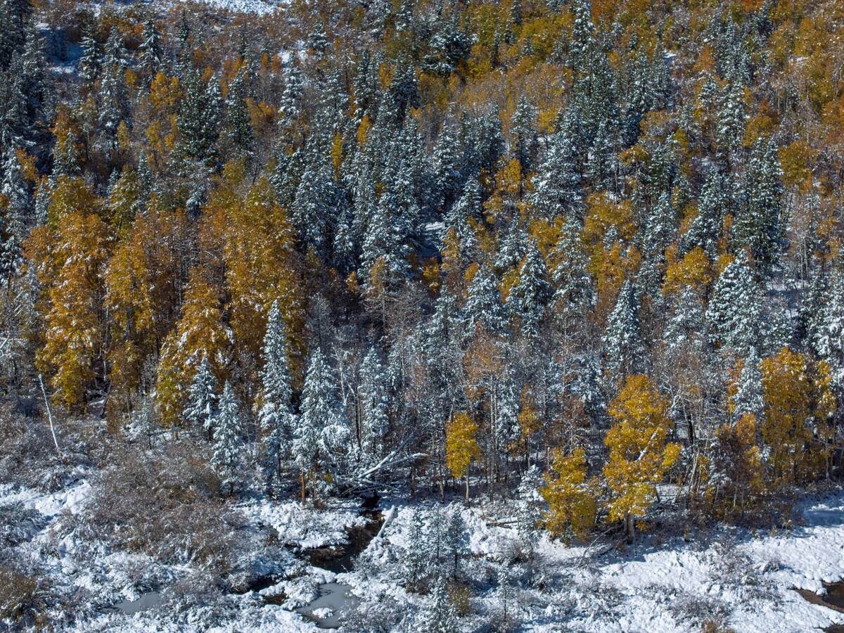 Spectacular Fall Colors Arrive To Eastern Sierra Mountains