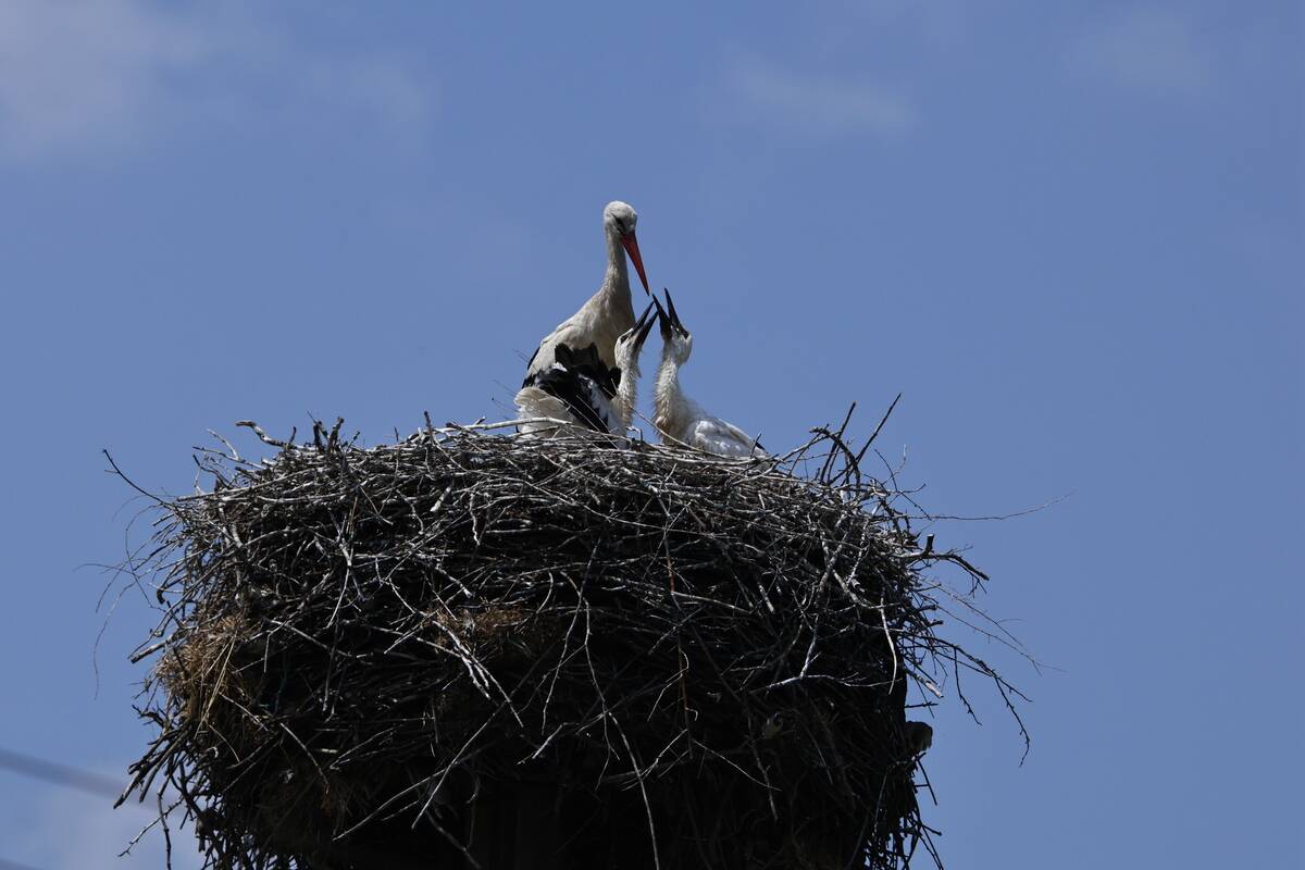 Storks Nest In Mykolaiv Oblast