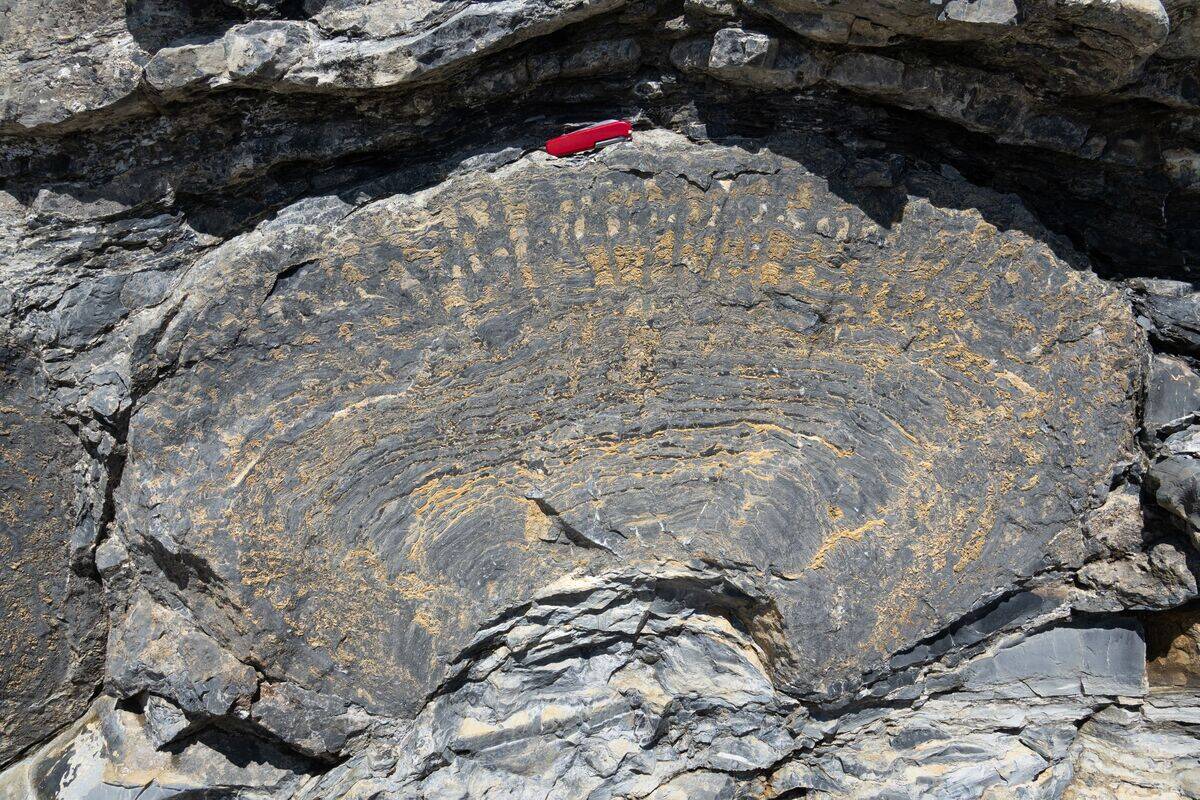 Stromatolite in Proterozoic Helena Formation, Glacier National Park, Montana