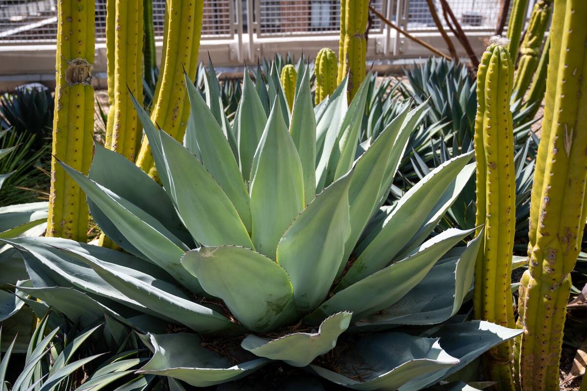 Succulent Garden Close-Up