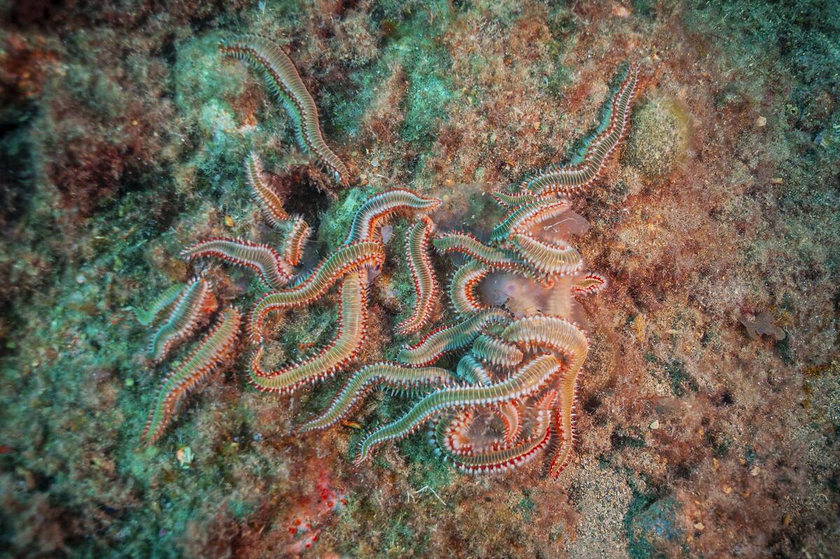 Tales of the Sea 2023 - Sicily, Diving Taormina