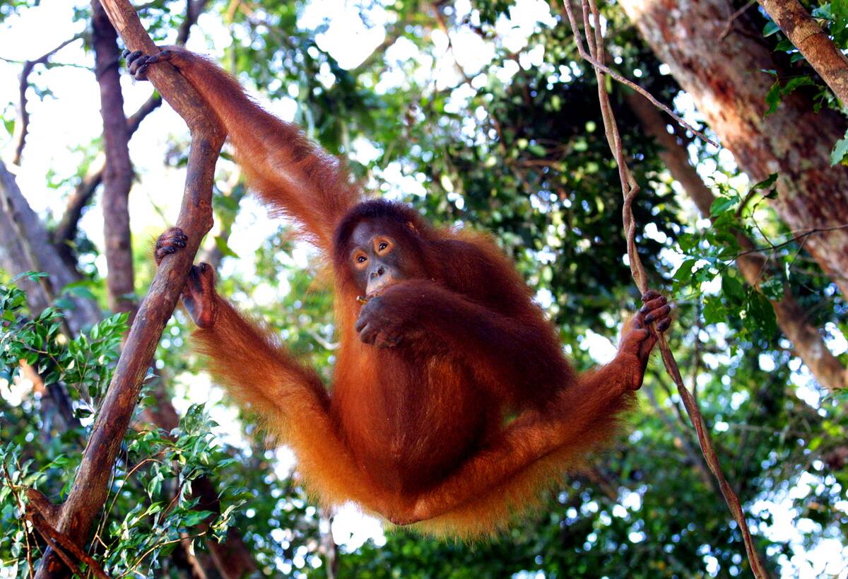 Tanjung Puting National Park in Kalimantan, Indonesia