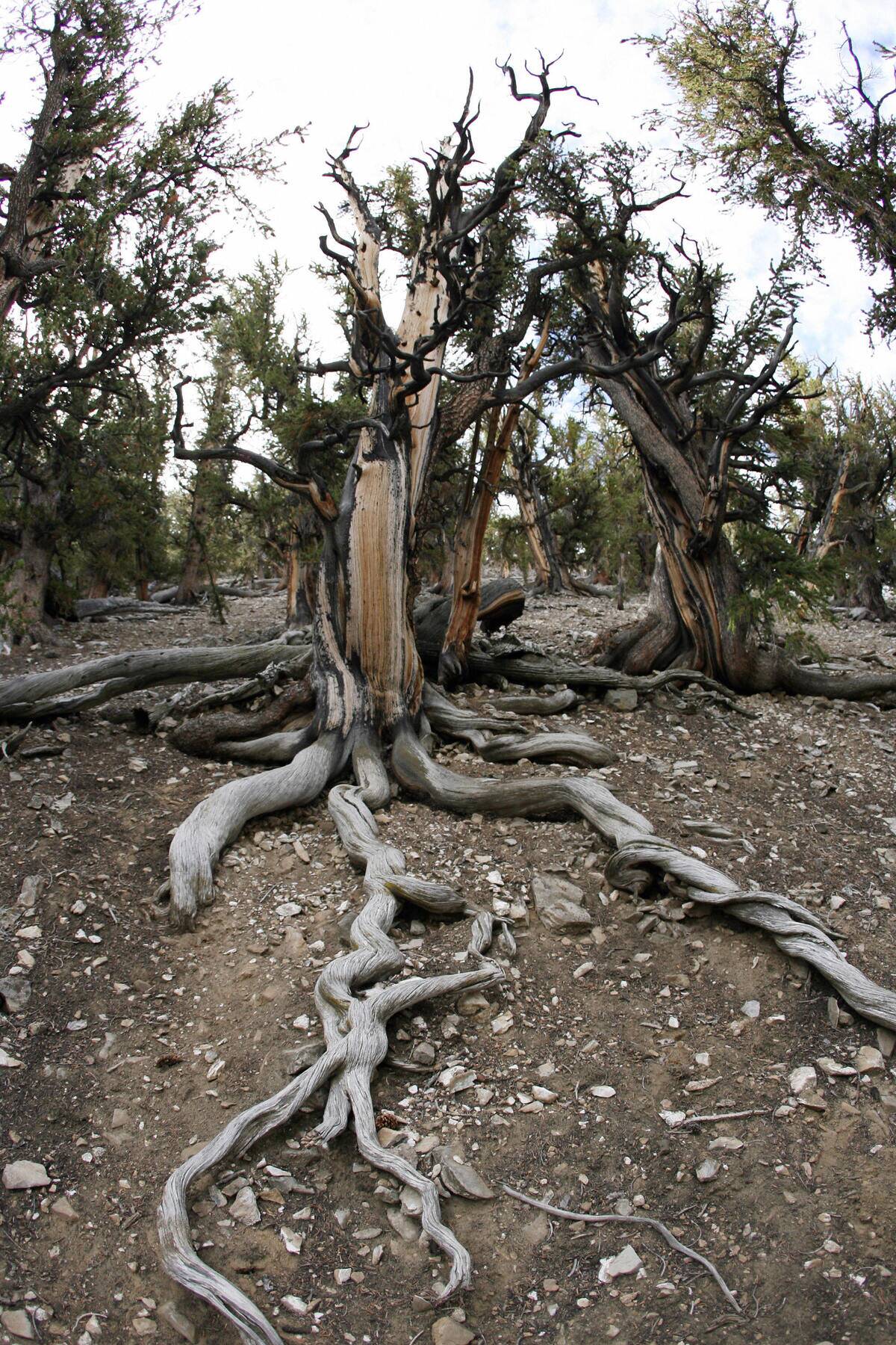 The ancient Bristlecone Pine trees are s