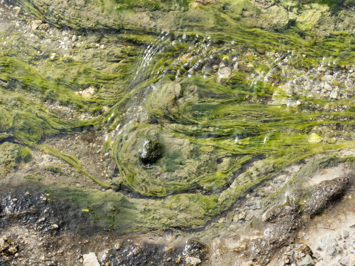 The spectacular Waiotapu Thermal Area in Rotorua New Zealand's North Island-extremophile algae growing in a boiling pool