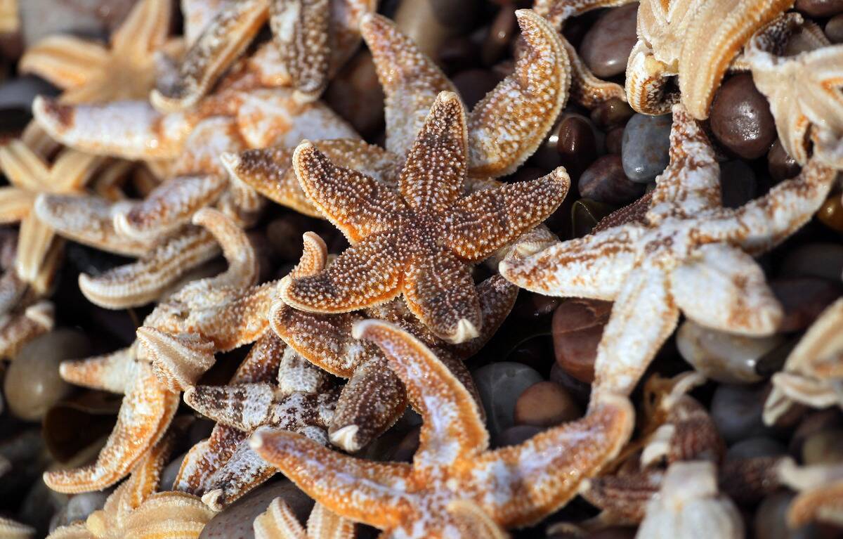 Thousands Of Starfish Wash Up On Devon Beach