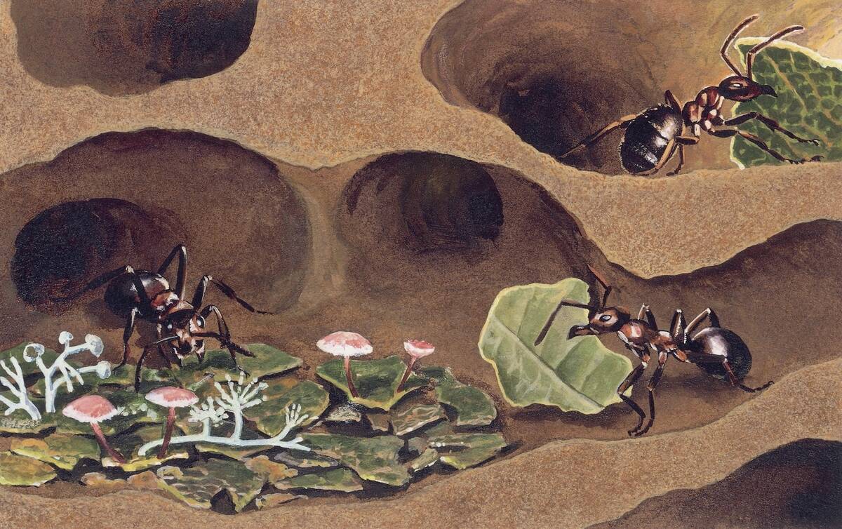 Three ants in an anthill