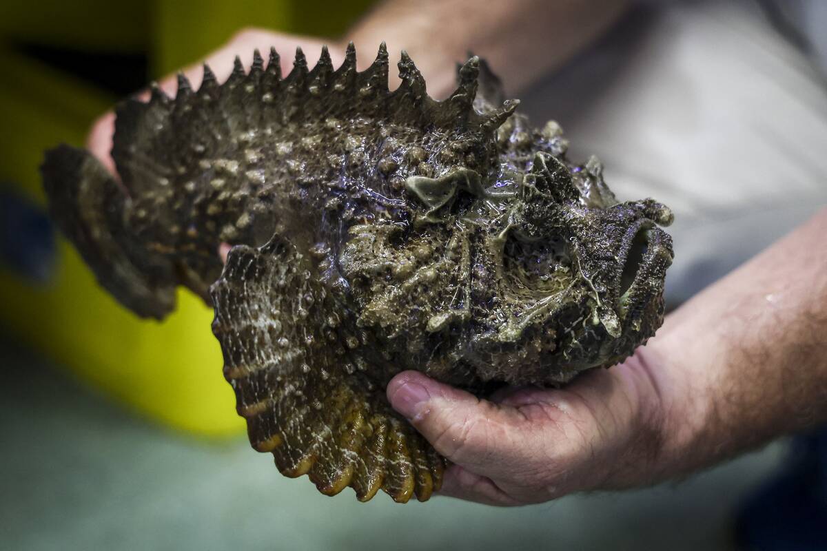 TOPSHOT-AUSTRALIA-ANIMAL-HEALTH-JELLYFISH