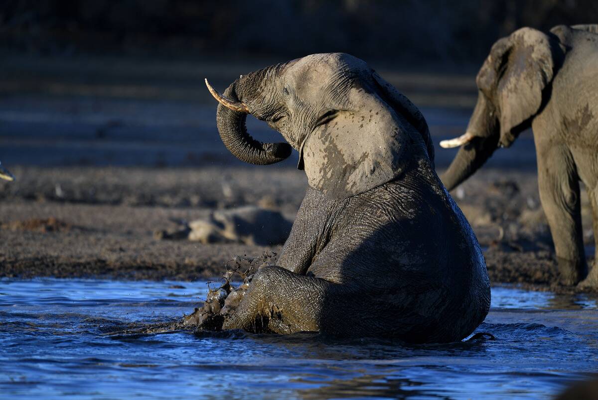TOPSHOT-BOTSWANA-WILDLIFE-DROUGHT