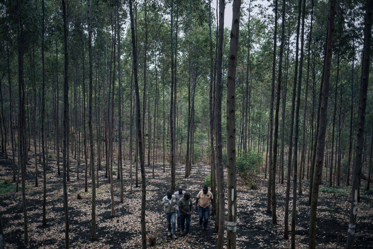 TOPSHOT-DRCONGO-ENVIRONMENT-ECONOMY-AGRICULTURE-SILVICULTURE