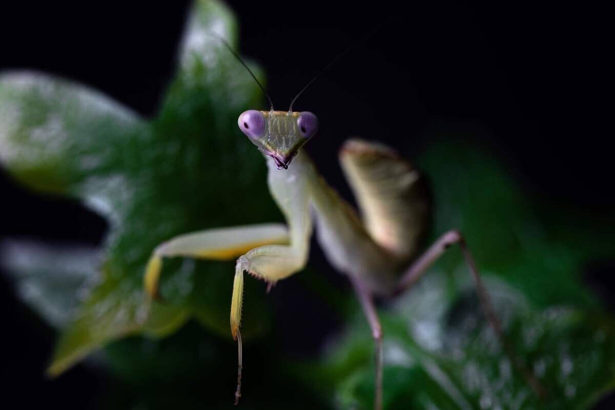 TOPSHOT-FRANCE-NATURE-INSECT