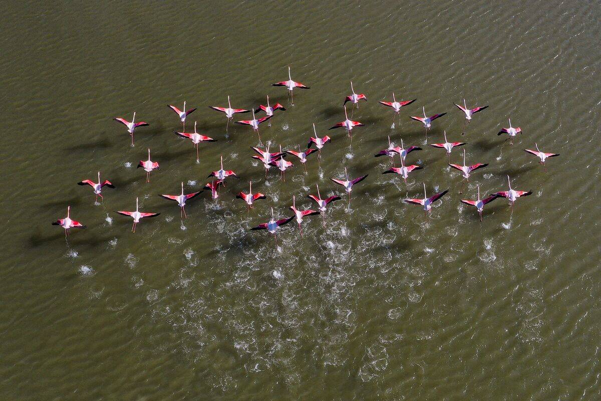 TOPSHOT-GREECE-NATURE-ANIMALS-BIRDS-FLAMINGOS