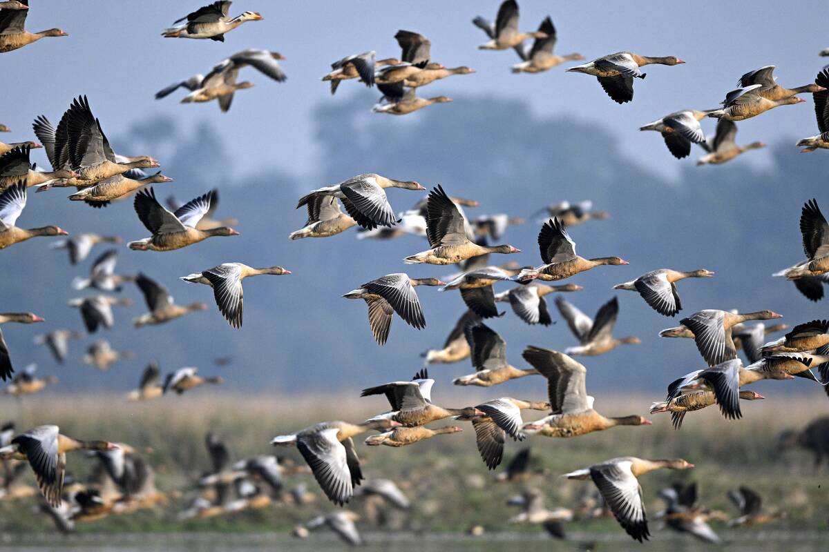 TOPSHOT-INDIA-ENVIRONMENT-WILDLIFE