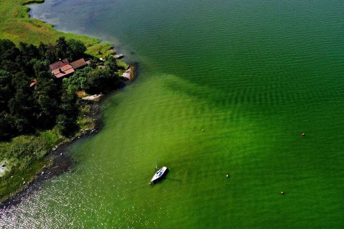 TOPSHOT-SWEDEN-ALGAE