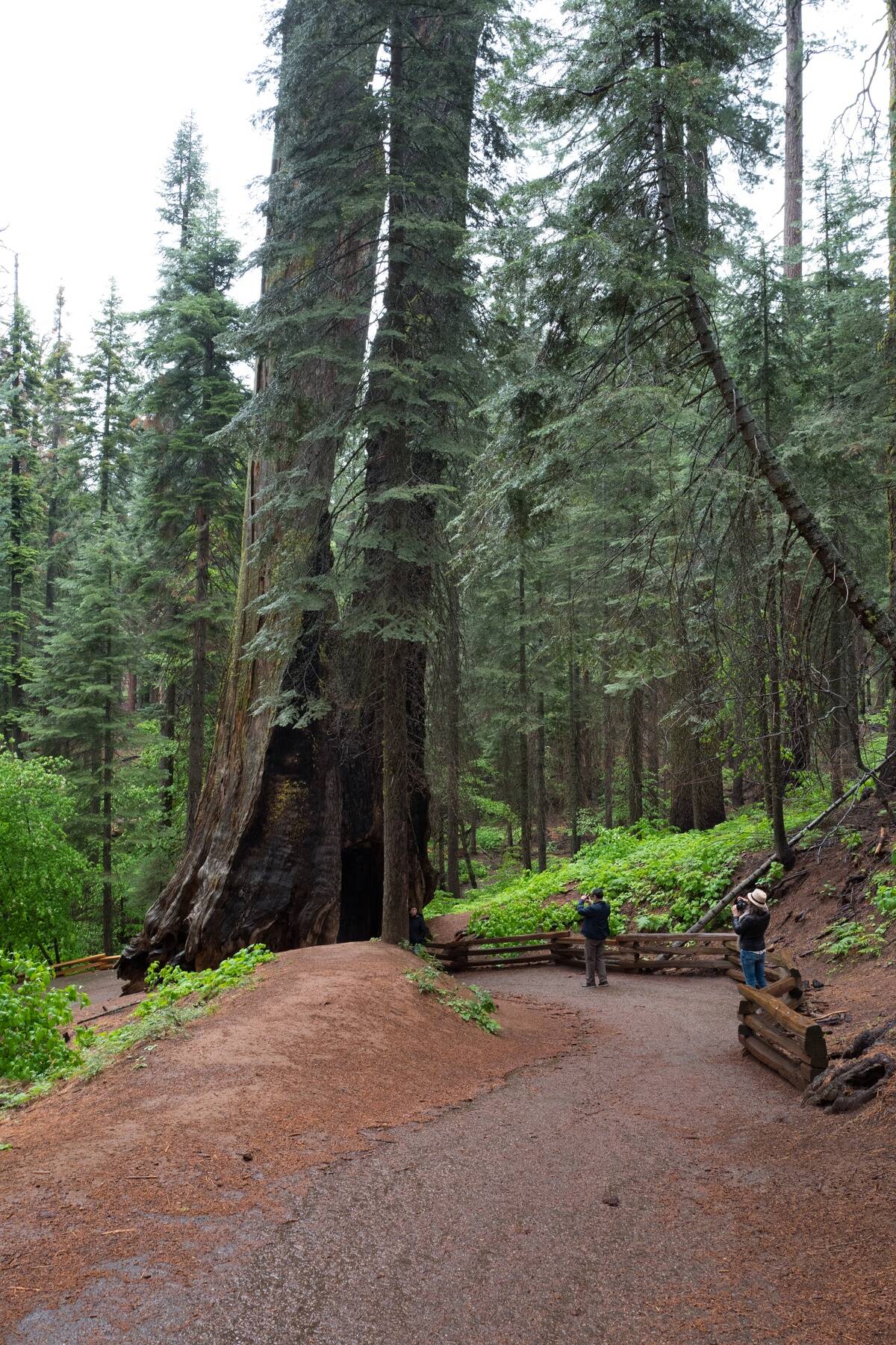 Tourists With Tunnel Tree