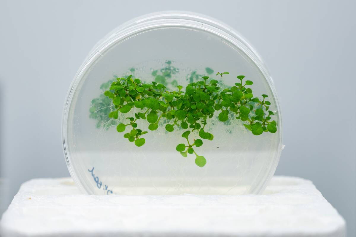 Transgenic plants growing in a chamber in The Center for...