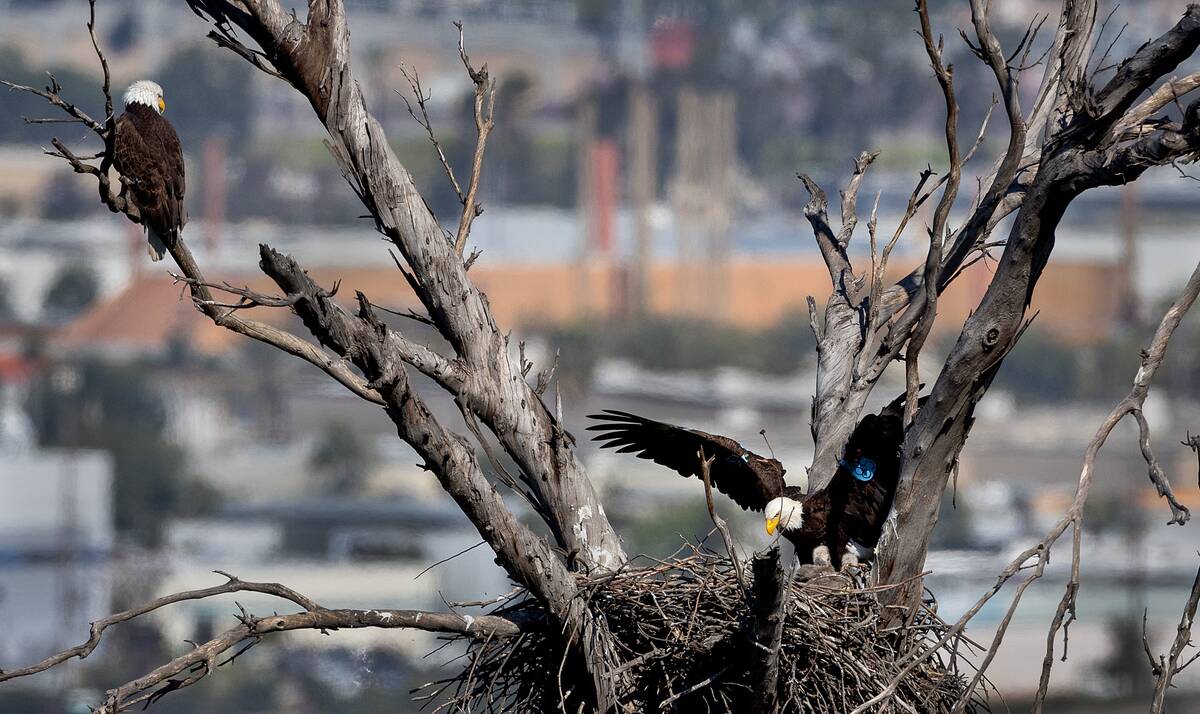 Two eaglets spotted in bald eagle nest in Orange County near Santa Ana River
