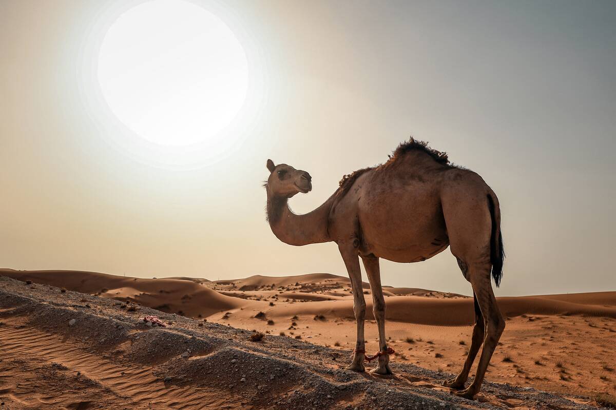 UAE-ANIMAL-CAMEL