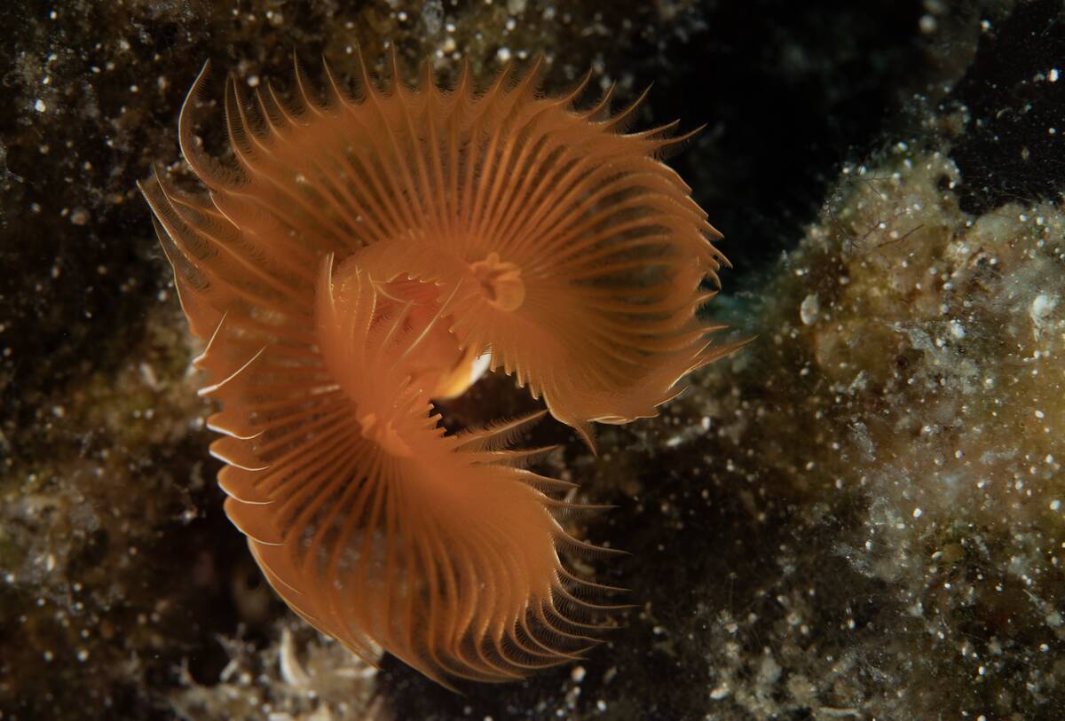Various species of sea creatures observed in Karaburun district of Izmir
