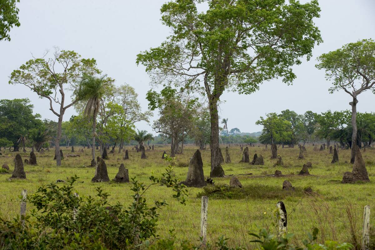 View of termite mounds along the Transpantaneira Highway in...