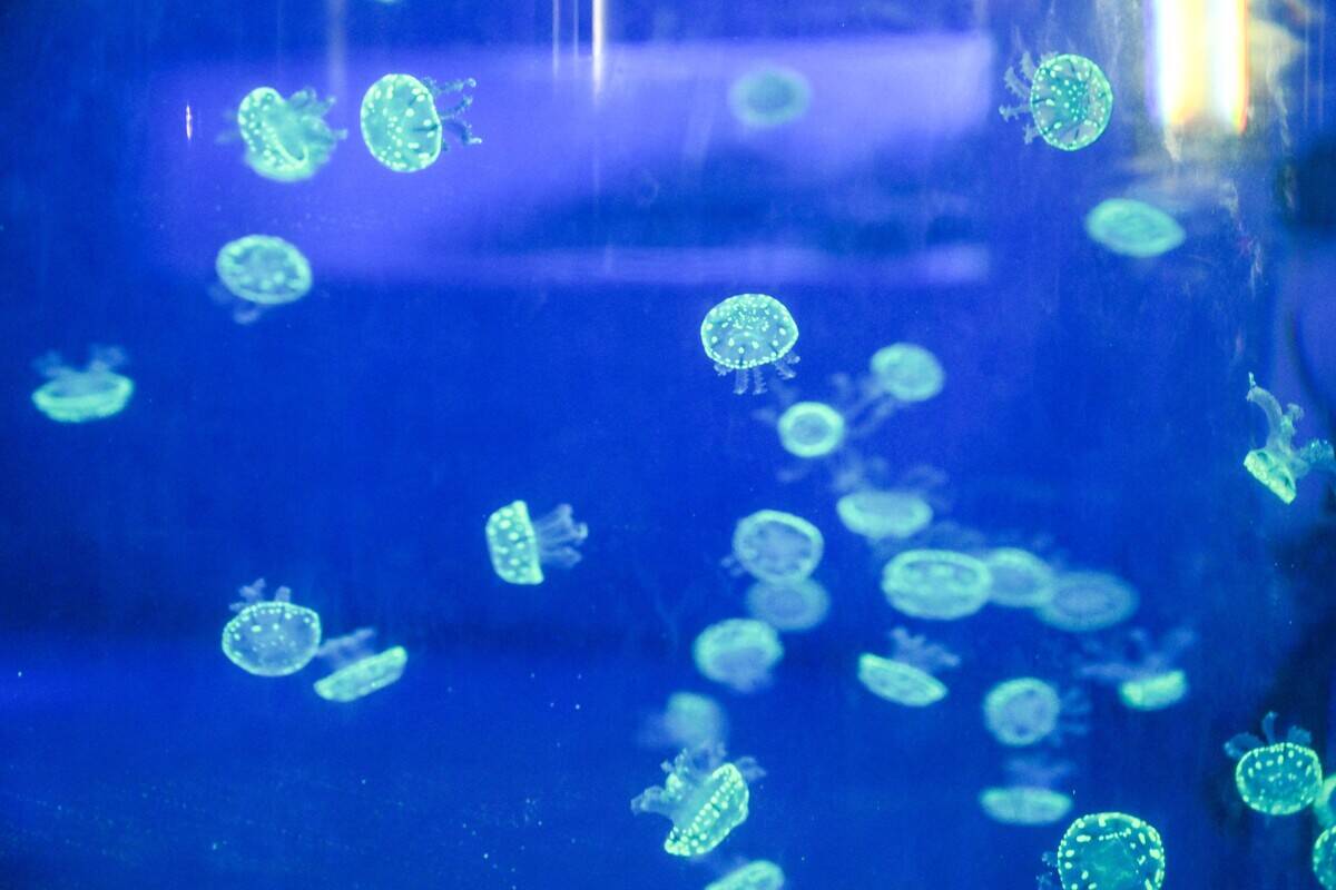 Visitors Watch Jellyfish at Nanning Zoo in Nanning