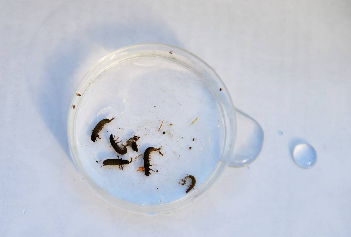 WASHINGTON, DC - DECEMBER 13: After caught in one of the stream