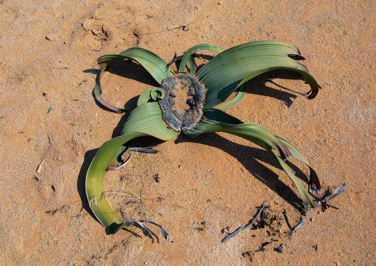 Welwitschia mirabilis plant in the desert, Namibe Province, Virei, Angola...