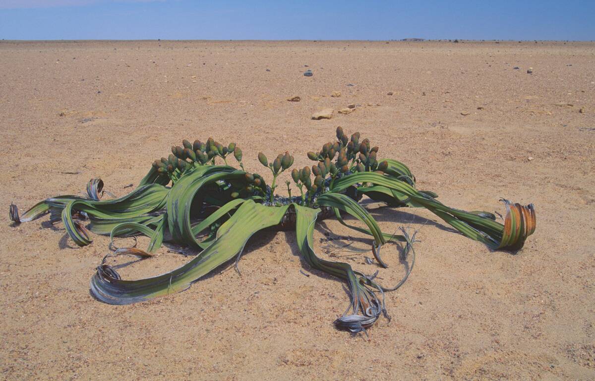 Welwitschia, Welwitschia mirabilis.
