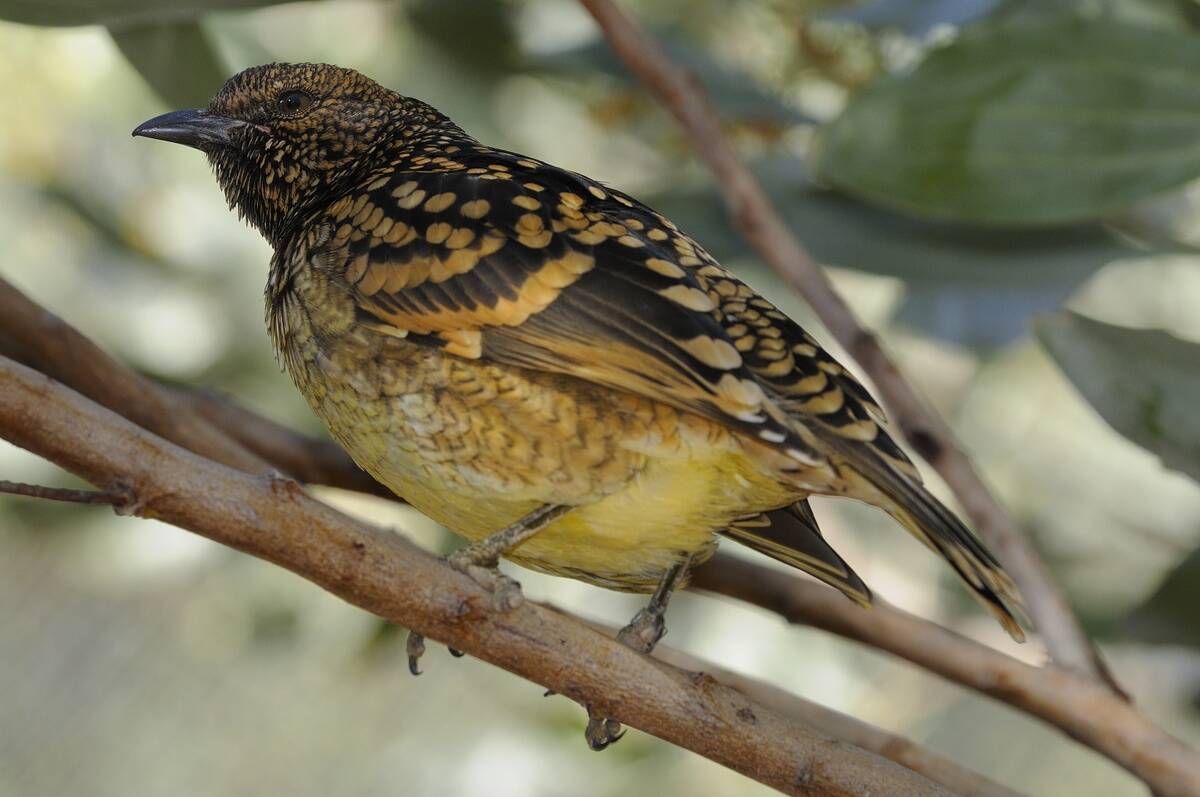 WESTERN BOWERBIRD (CHLAMYDERA GUTTATA), CENTRAL AUSTRALIA, AUSTRALIA