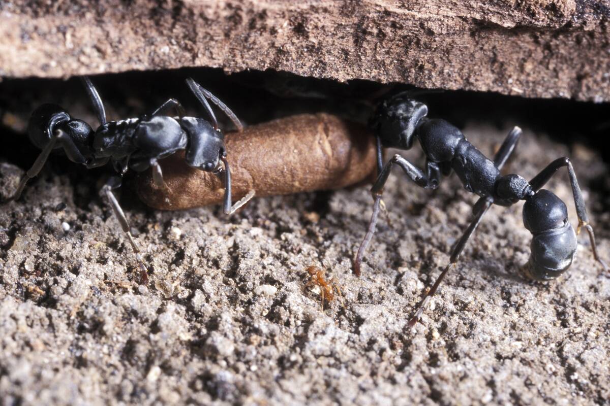 When David & Goliath Share A Home