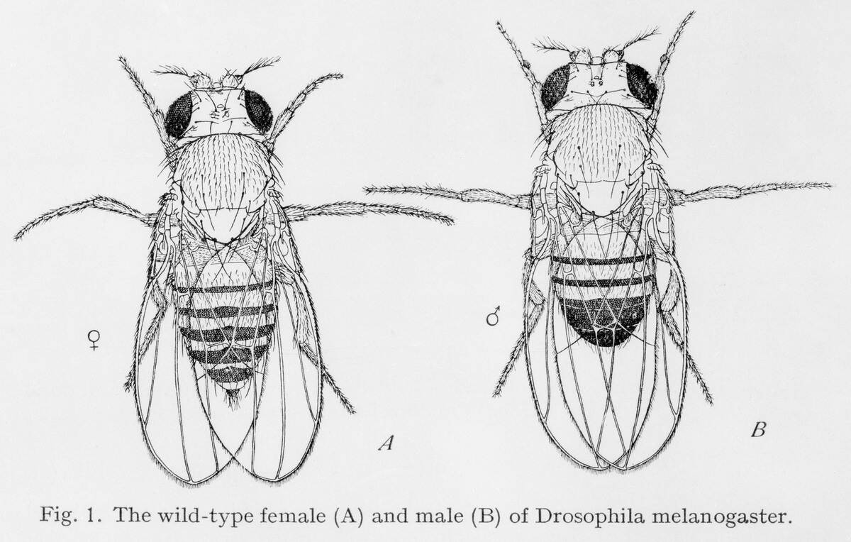 Wild-type female and male of Drosophilia